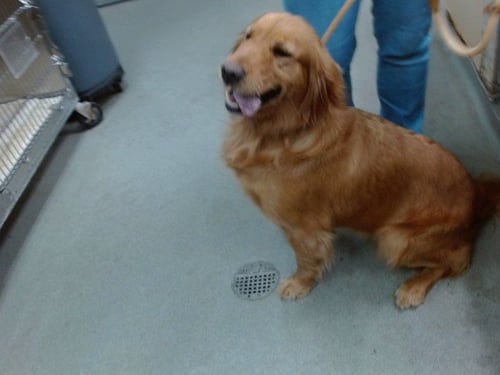 CINNAMON - Golden Retriever available for adoption