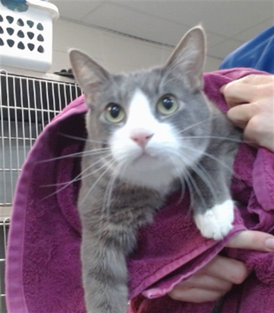 CHEX - Domestic Short Hair available for adoption