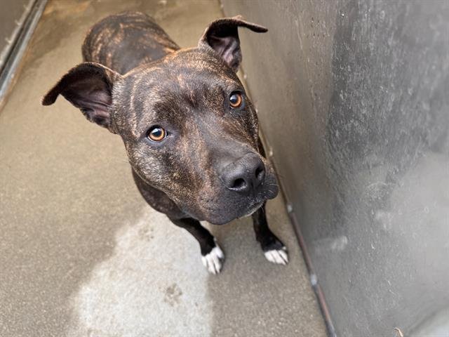 PEARL - Pit Bull Terrier available for adoption