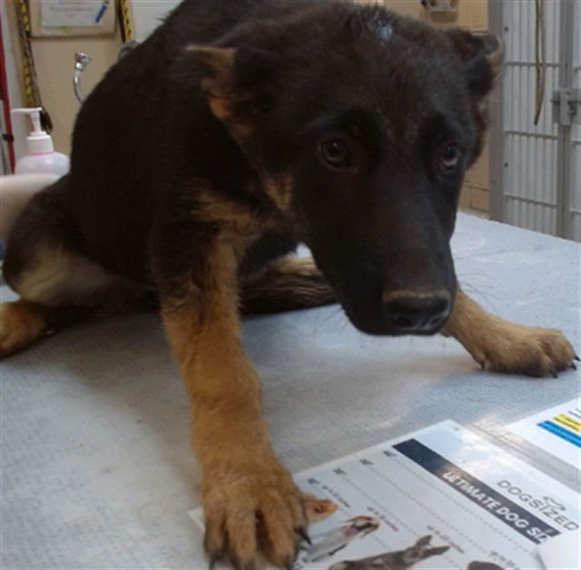 ELLA - German Shepherd Dog available for adoption