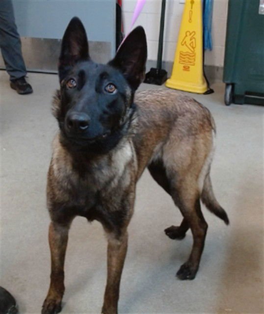 BRANDY - Belgian Shepherd Malinois available for adoption