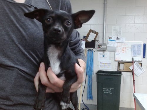 SANDY - Chihuahua available for adoption