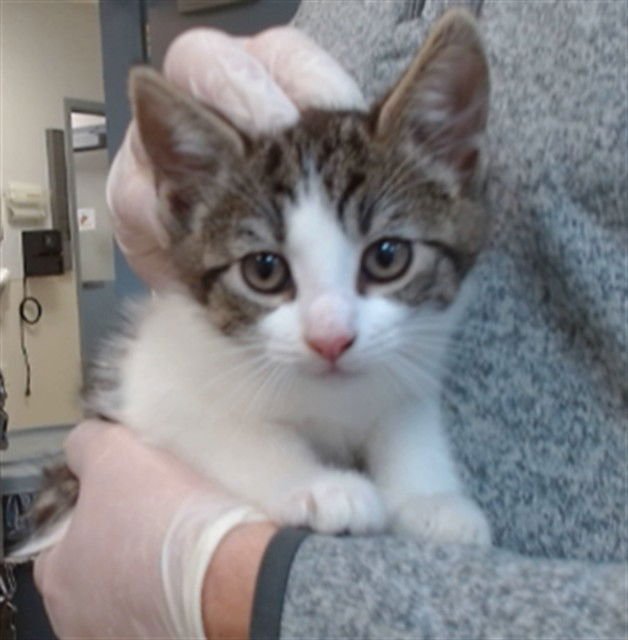 MITZI - Domestic Short Hair available for adoption