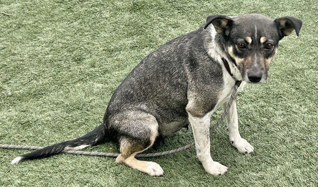 MAGGIE - Australian Cattle Dog/Blue Heeler / Terrier available for adoption