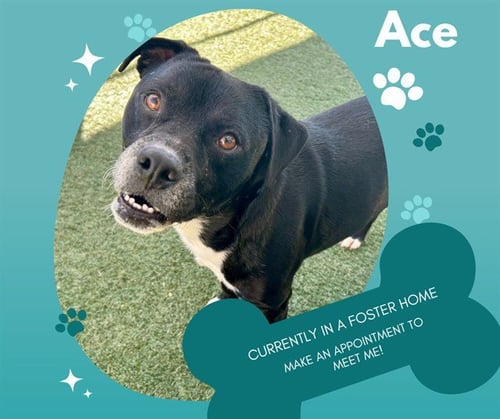 ACE - Pit Bull Terrier available for adoption