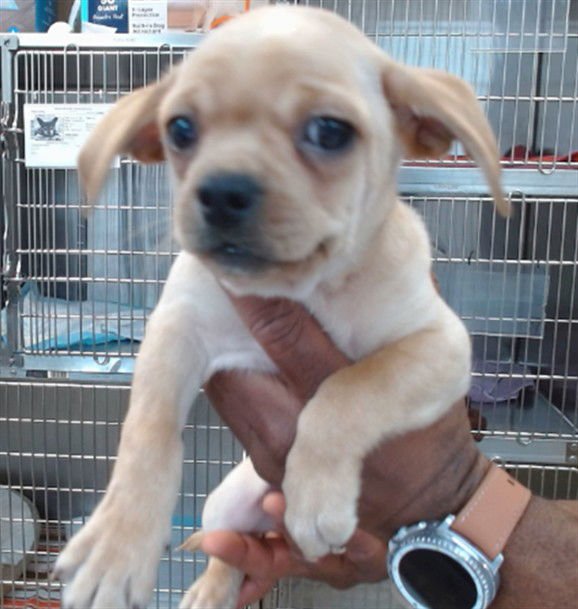 MAC - Pug available for adoption