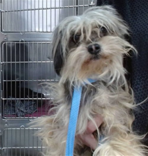 ENZO - Yorkshire Terrier Yorkie available for adoption