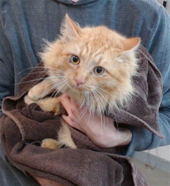 MIDAS - Domestic Medium Hair available for adoption