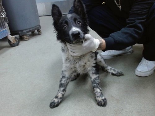 ANGUS - Border Collie / Great Pyrenees available for adoption