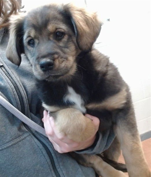 CHEWBACCA - Australian Shepherd available for adoption
