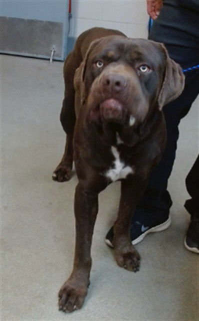 CHAPO - Cane Corso Mastiff available for adoption