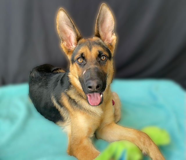 RUDY - German Shepherd Dog available for adoption