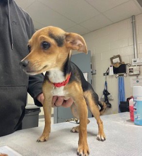 DARLA Image