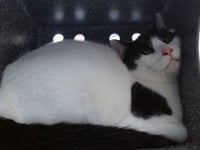 MOZZARELLA - Photo 1