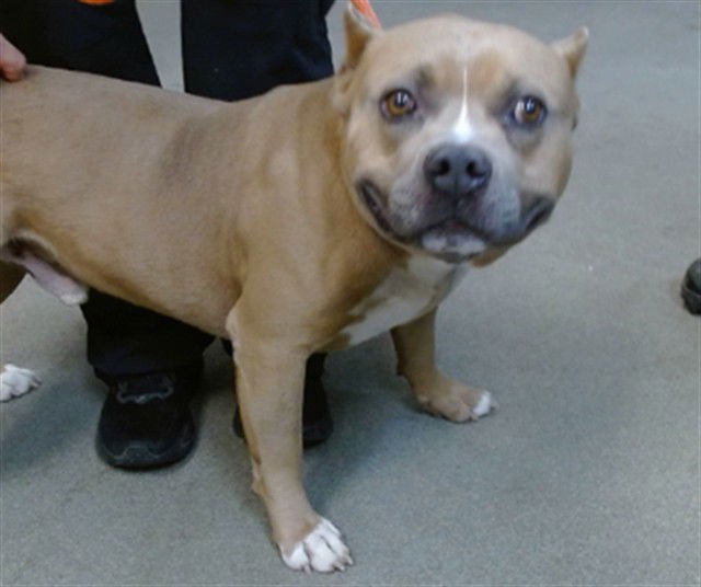 NOBU - Pit Bull Terrier available for adoption