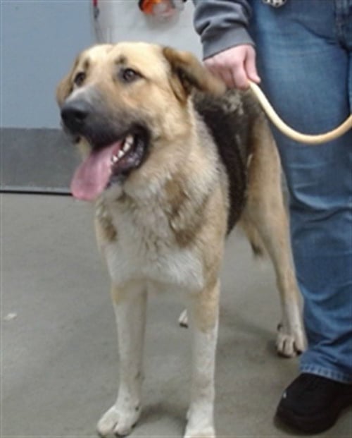 BARON - German Shepherd Dog / Great Pyrenees available for adoption