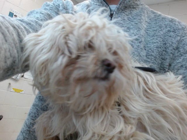 JOLINA - Maltese available for adoption