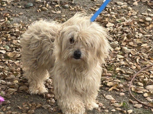 ARCHIE - Lhasa Apso available for adoption