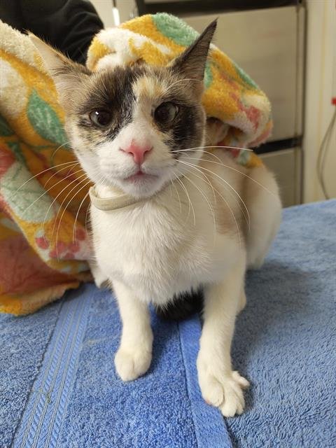 GIA - Domestic Short Hair available for adoption