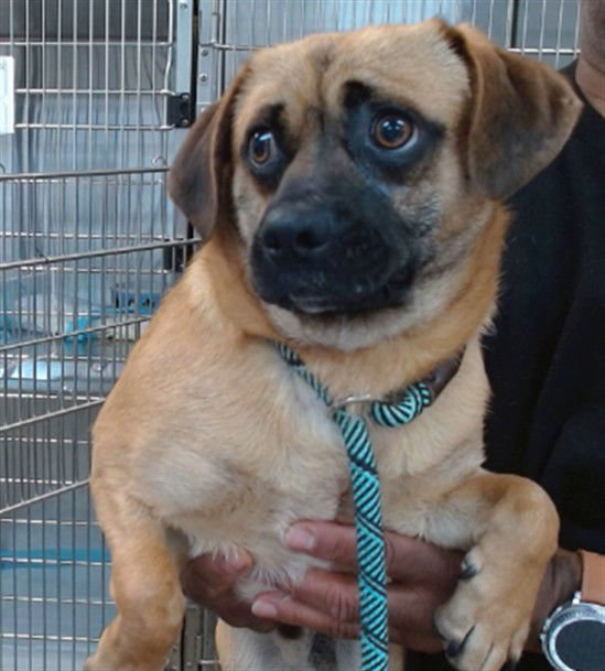 DOBBY - Pug available for adoption