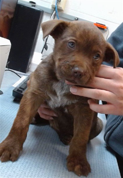 MILLIE - Cane Corso Mastiff available for adoption