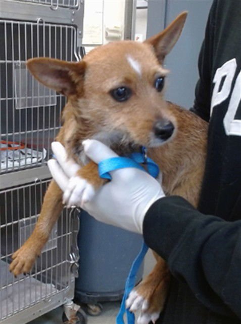 ODIE - Terrier available for adoption