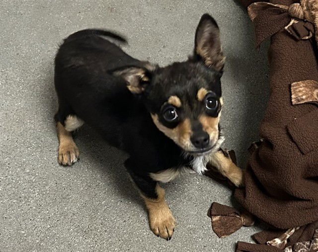 SCRAPY - Chihuahua available for adoption