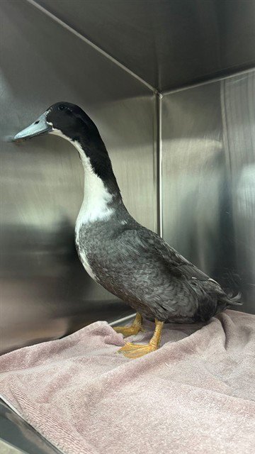 ASHER - Duck available for adoption