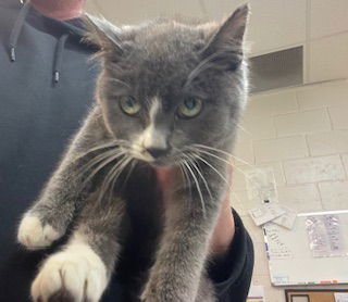 OSCAR - Domestic Short Hair available for adoption