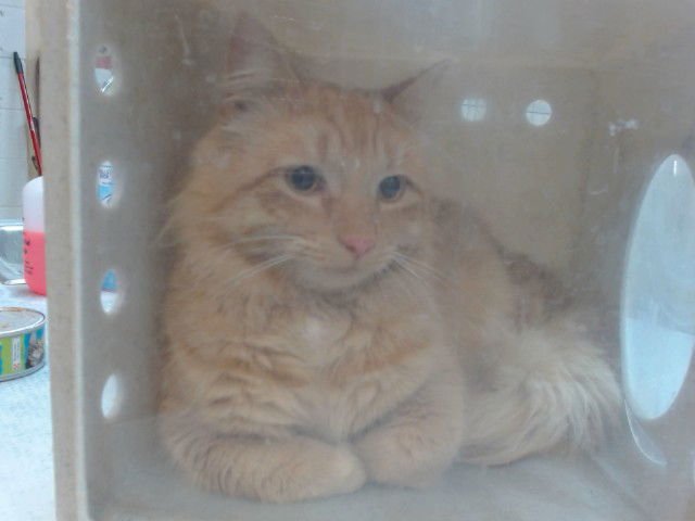 HELIOS - Domestic Long Hair available for adoption