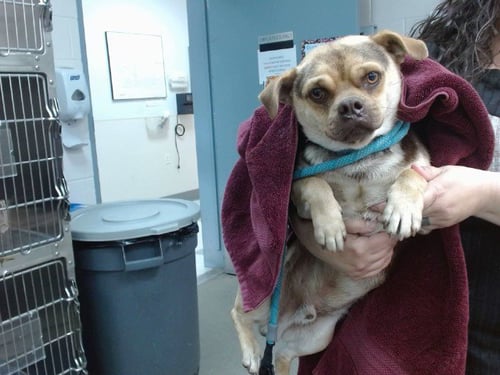 NERO - Pug available for adoption