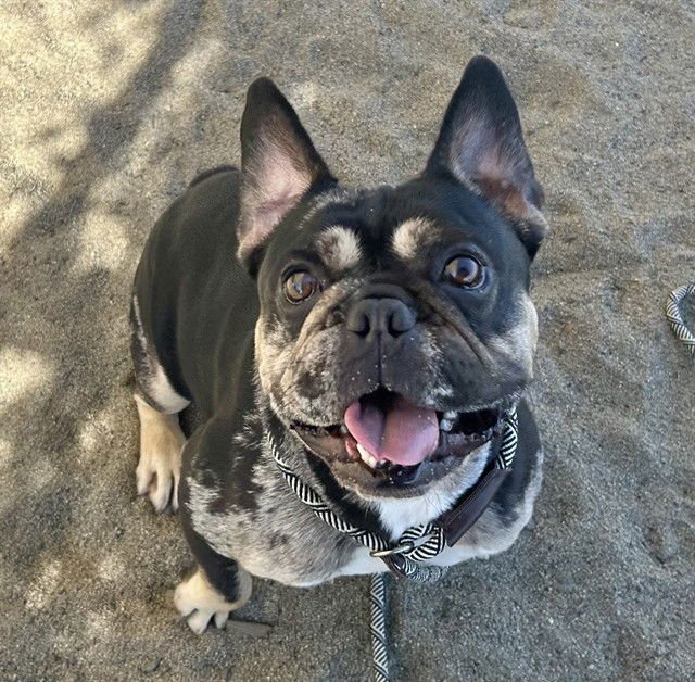 PORK CHOP - French Bulldog available for adoption