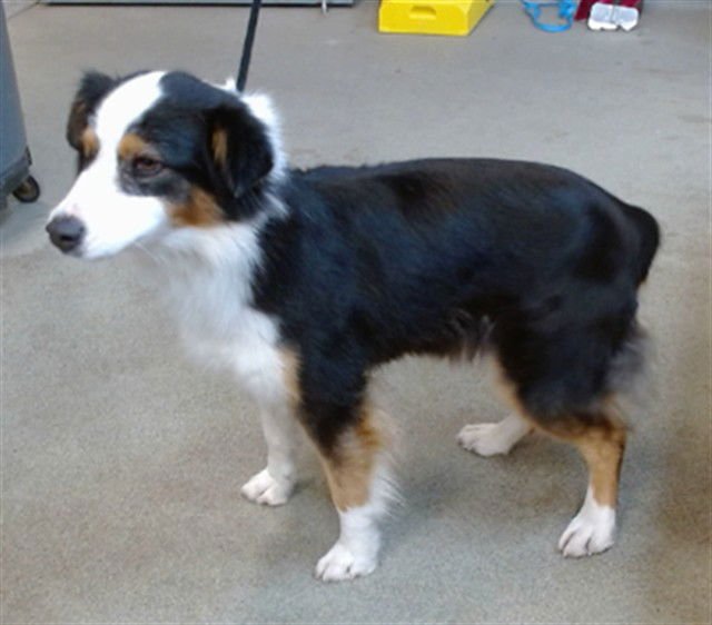 LUCY - Australian Shepherd available for adoption