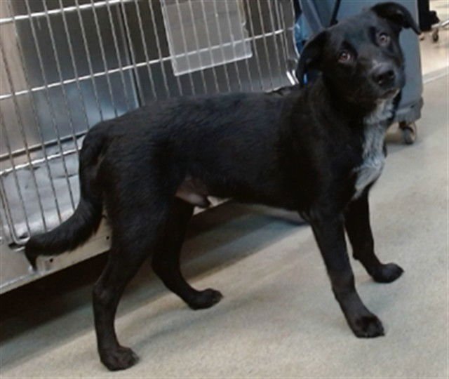BOBBY - Labrador Retriever / Queensland Heeler available for adoption