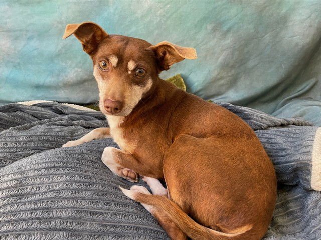 SPARKY - Chihuahua available for adoption