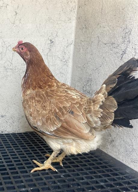 MISS CLUCKEN - Chicken available for adoption