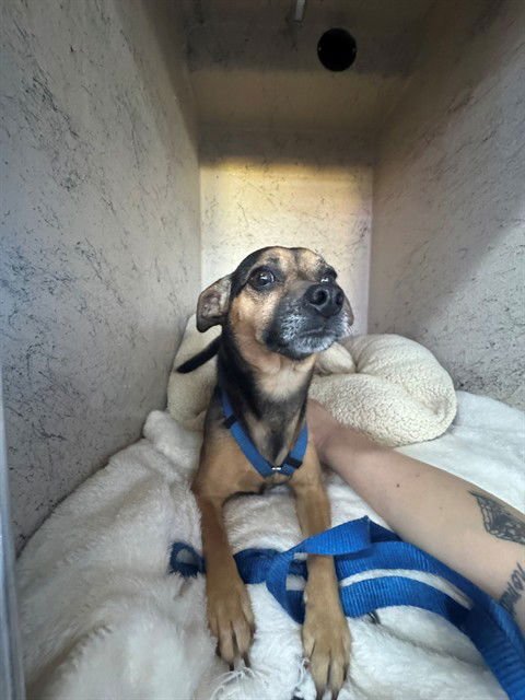 BEAR - Chihuahua / Dachshund available for adoption