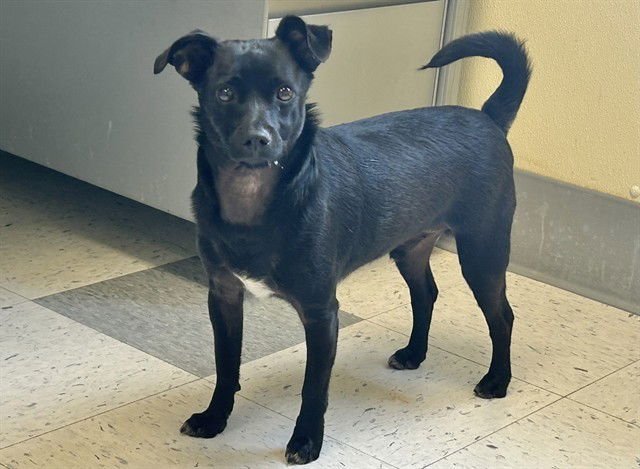 JINU - Chihuahua available for adoption