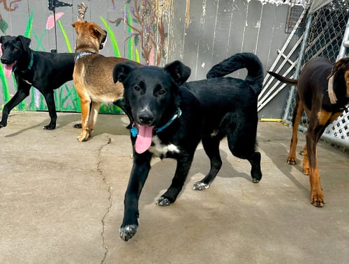 MICA - Labrador Retriever / Australian Kelpie available for adoption