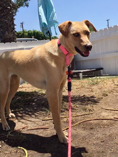 ELECTRA *COURTESY POST* - Labrador Retriever available for adoption