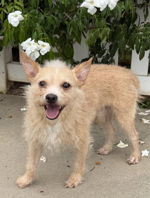 DREYFUS - Terrier available for adoption