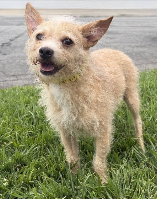 DREYFUS - Terrier available for adoption