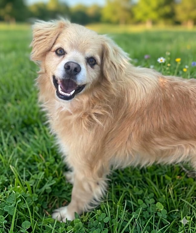Buddy Image