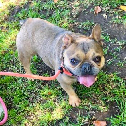 GINGER - French Bulldog available for adoption