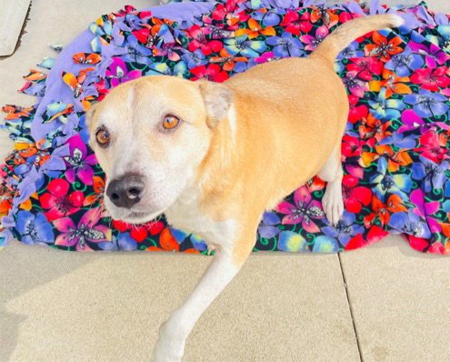 HARLEY - COURTESY POST - Labrador Retriever / Terrier available for adoption