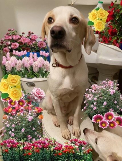 BEN - Labrador Retriever / Foxhound available for adoption