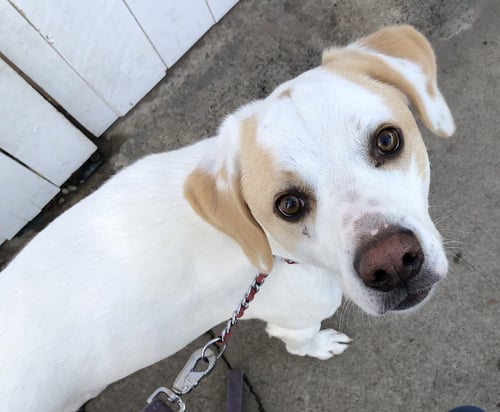 BEN - Labrador Retriever / Foxhound available for adoption