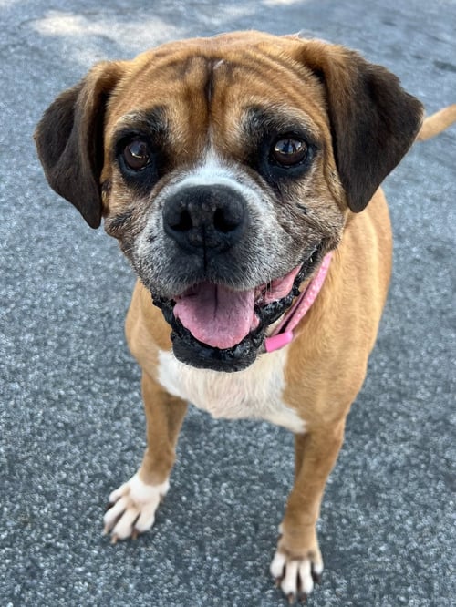 KESHA - Boxer available for adoption