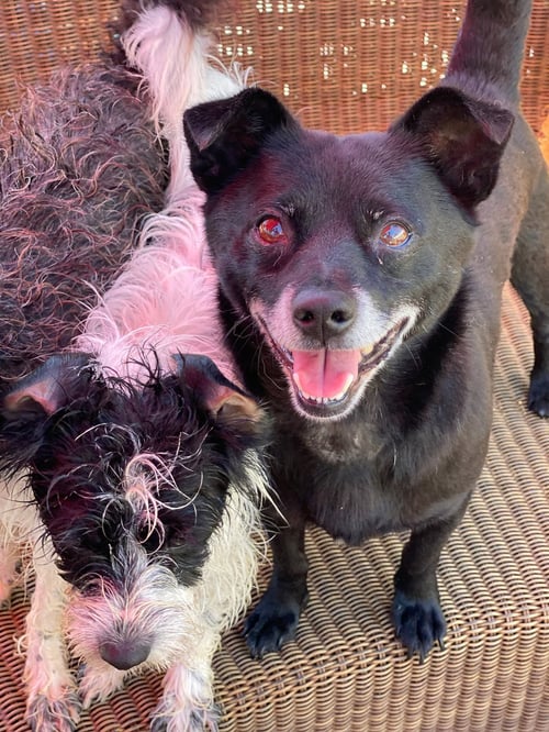 PANTHER - Schipperke / Chihuahua available for adoption