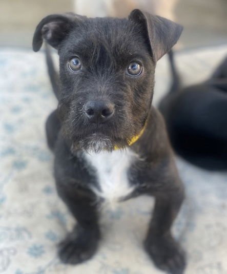 LUNA - Schnauzer available for adoption